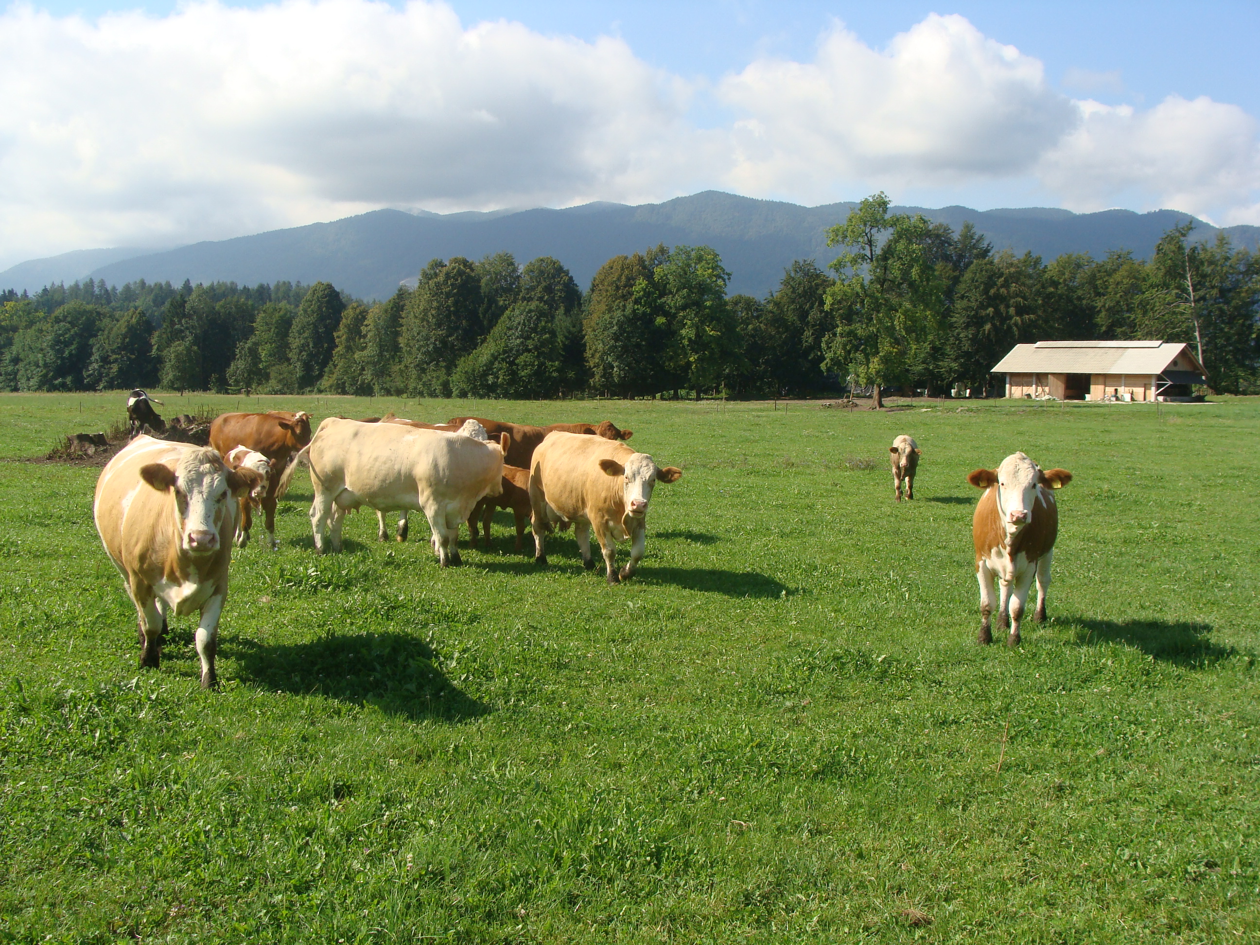 Občni zbor Zveze društev rejcev govedi lisaste pasme Slovenije