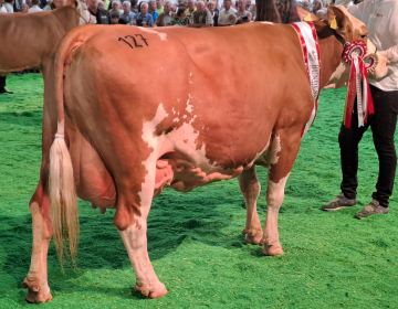 Utrinki z mednarodnega tekmovanja v ocenjevanju krav lisaste pasme in avstrijske državne razstave v Freistadtu