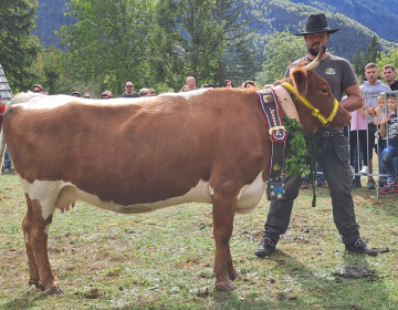 Izbrana nova kraljica bohinjskih planin na Kravjem balu