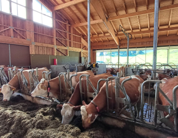 Srečanje rejcev lisaste pasme