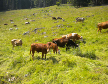 SVEŽE MESO  IN PREDELAVA MESA V PROIZVODE PRIME...