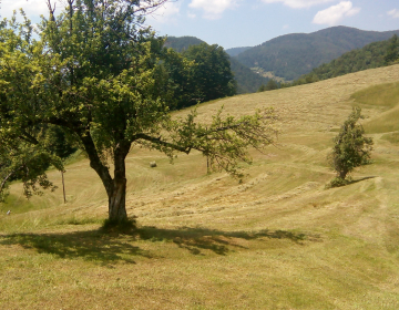 20. javni razpis iz podukrepa 4.1 Podpora za na...