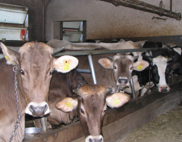 Vabilo na spletno izobraževanje o programu obve...