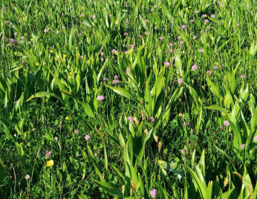 Jesenski podlesek, ena od nezaželenih rastlin na pašnikih in travnikih
