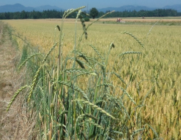 Ogled in predstavitev poskusa z ozimnimi žiti