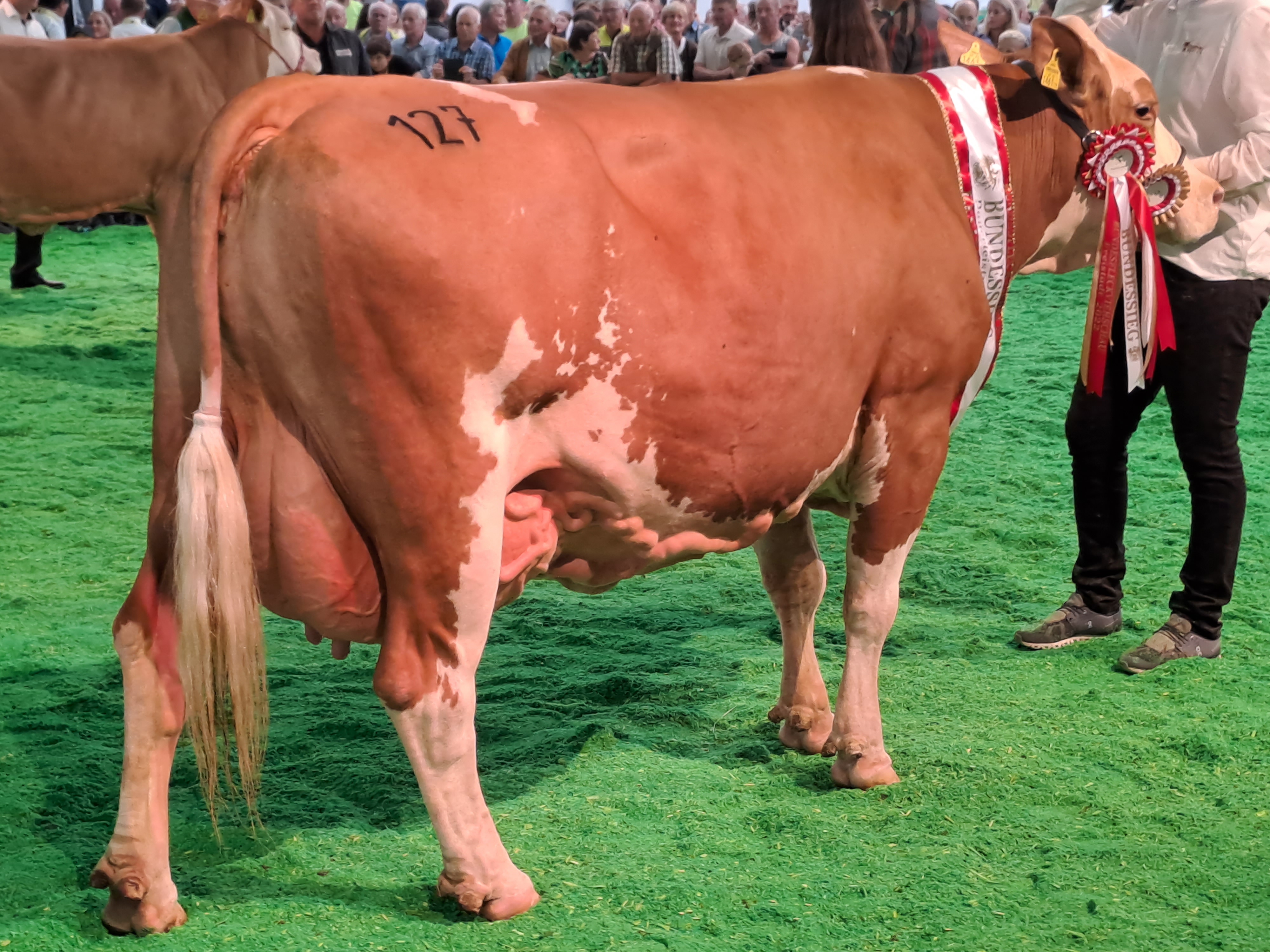 Utrinki z mednarodnega tekmovanja v ocenjevanju krav lisaste pasme in avstrijske državne razstave v Freistadtu
