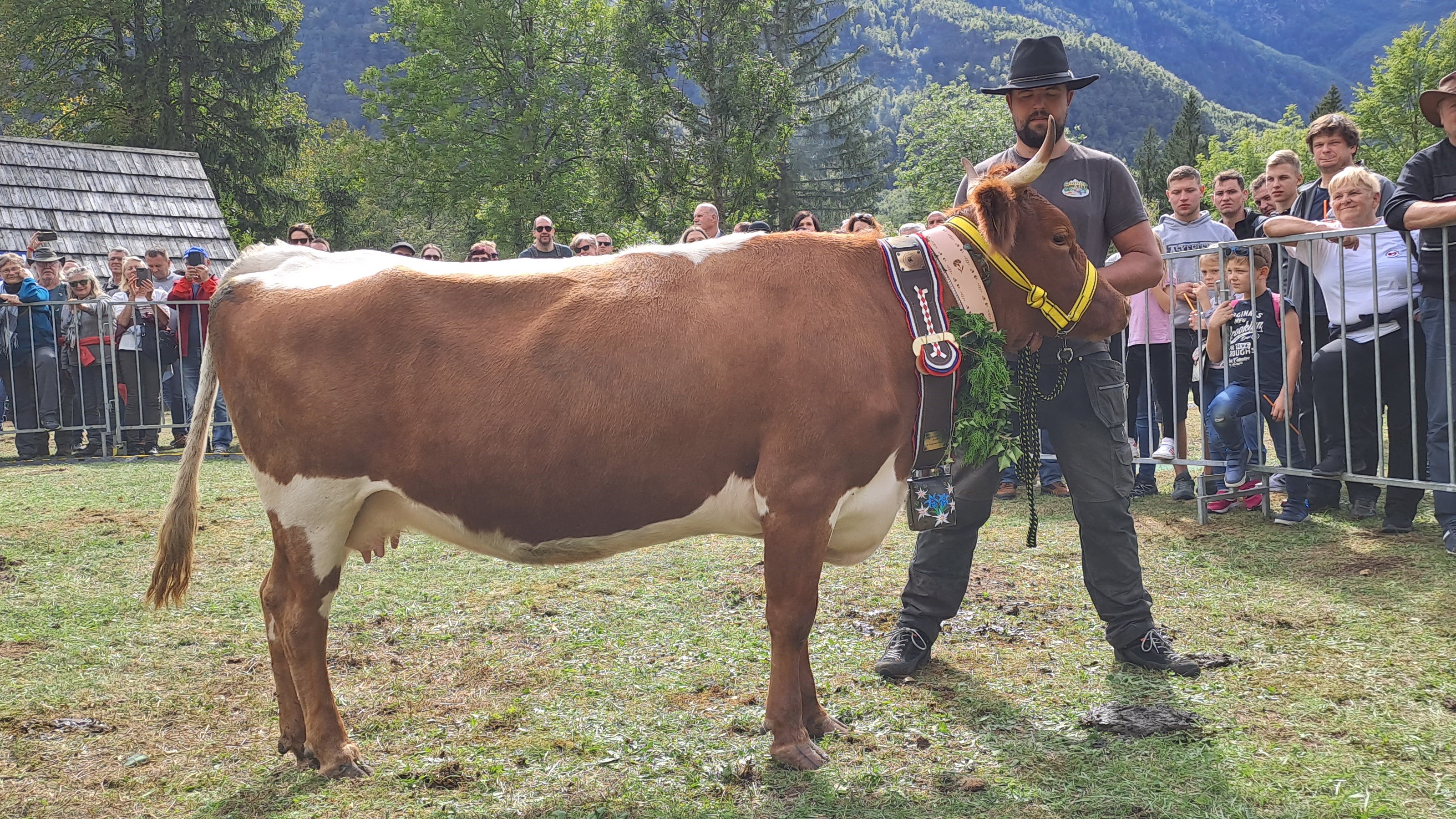 Izbrana nova kraljica bohinjskih planin na Kravjem balu