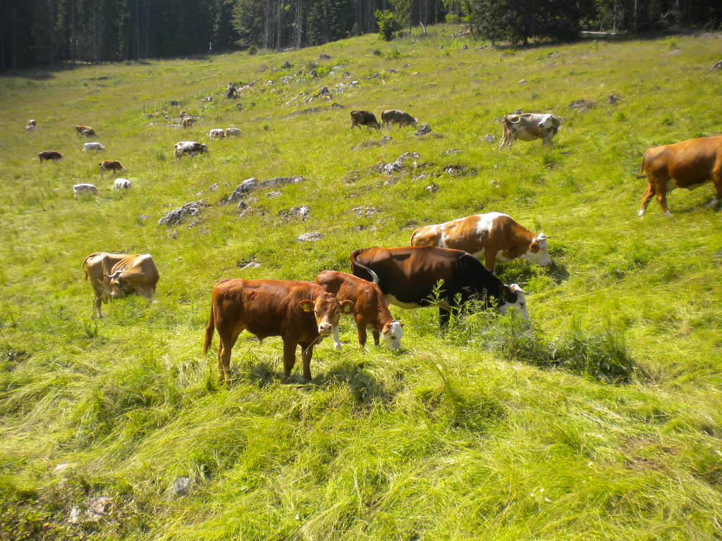 SVEŽE MESO  IN PREDELAVA MESA V PROIZVODE PRIMERNE ZA  PREHRANO V JAVNIH ZAVODIH