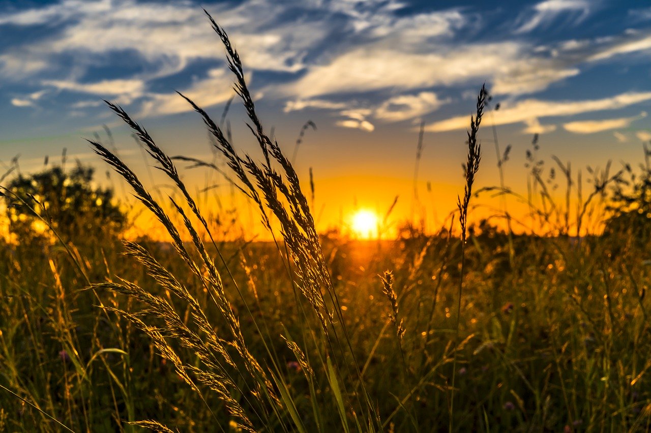 Razpis na prosto delovno mesto Terenski kmetijski svetovalec I (m/ž)